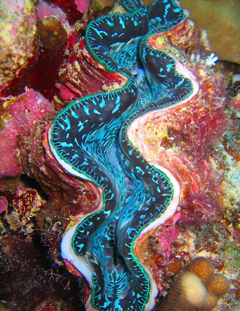 Tridacna sp